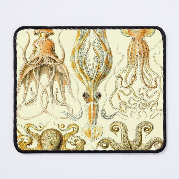 Item preview, Plate 55: Gamochonia 1899—— designed and sold by Gilmour-Prints.