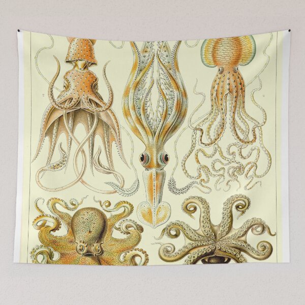 Item preview, Plate 55: Gamochonia 1899—— designed and sold by Gilmour-Prints.