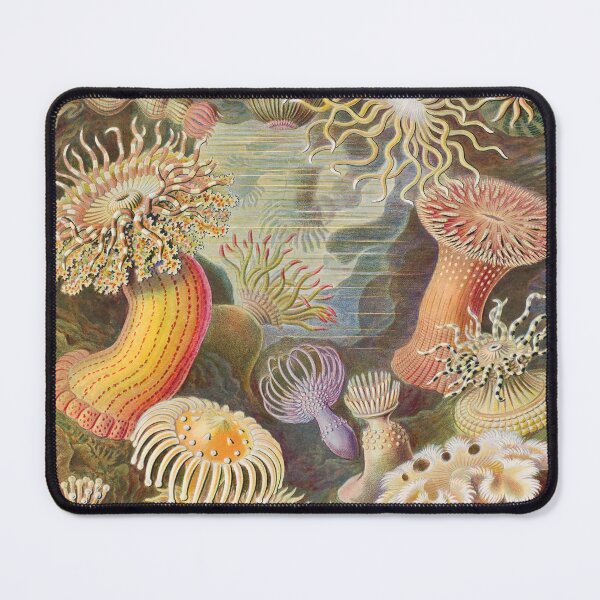 Item preview, Ernst Haeckel Actiniae 1899 designed and sold by Gilmour-Prints.