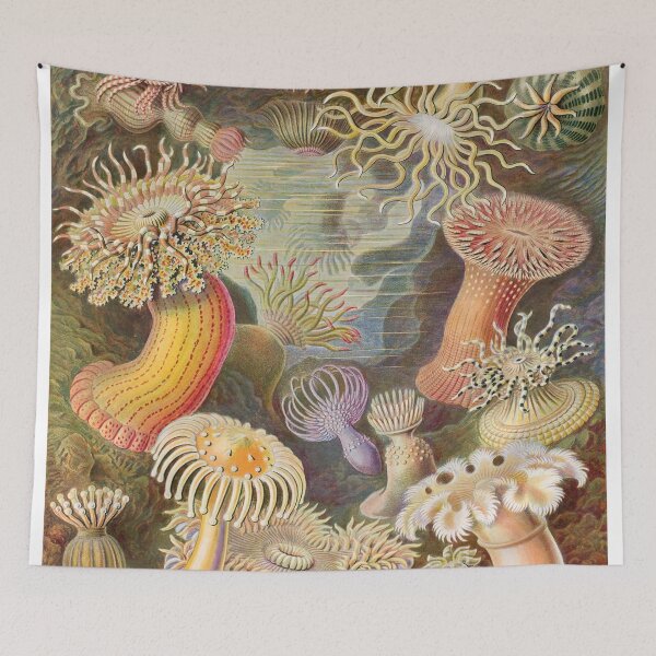 Item preview, Ernst Haeckel Actiniae 1899 designed and sold by Gilmour-Prints.