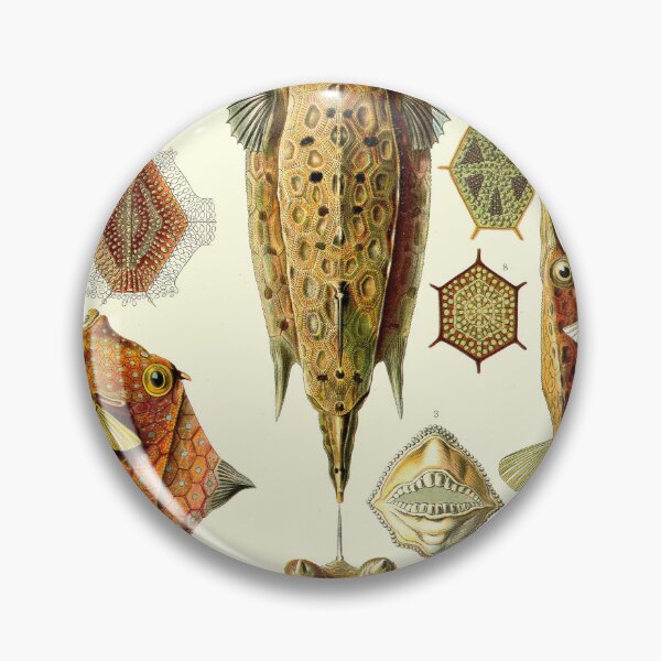 Item preview, Plate 43: Ostraciontes 1899 designed and sold by Gilmour-Prints.
