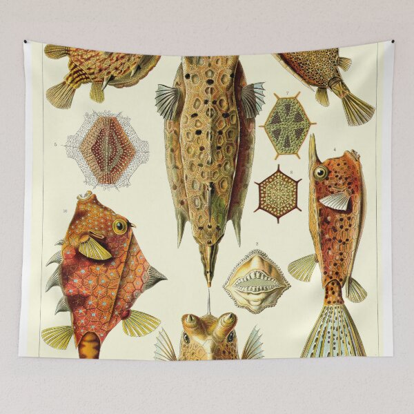 Item preview, Plate 43: Ostraciontes 1899 designed and sold by Gilmour-Prints.
