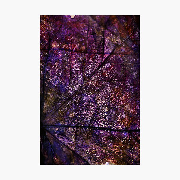 Liliac Moonlight Photographic Print