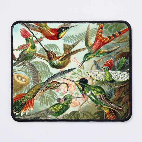 Item preview, Ernst Haeckel Trochilidae 1899 designed and sold by Gilmour-Prints.