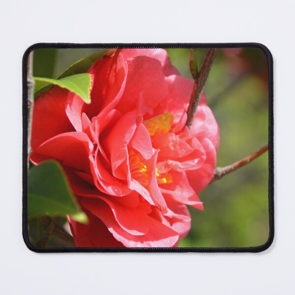 Item preview, Vibrant Red Camellia Blooming in Spring Light designed and sold by MiraNadaPrints.