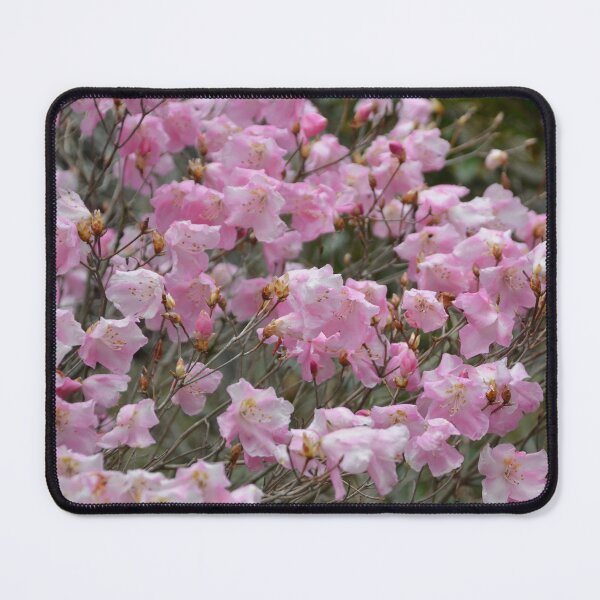 Item preview, Soft Pink Rhododendron Blossoms in Spring Sunshine designed and sold by MiraNadaPrints.