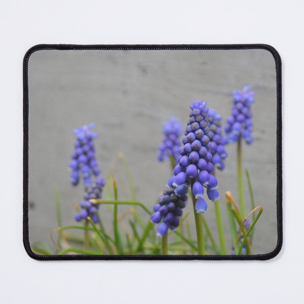 Item preview, Grape Hyacinths Against Minimalist Concrete Wall designed and sold by MiraNadaPrints.