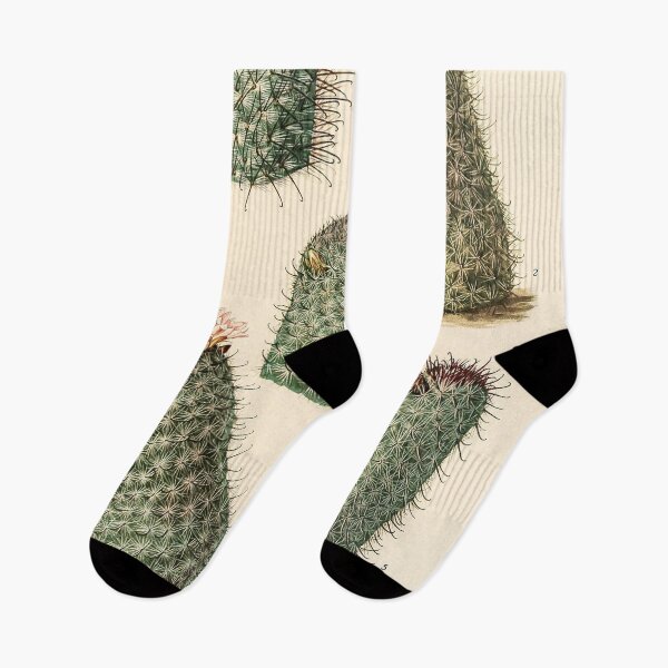 Item preview, The Cactaceae Vol. 4 1919 designed and sold by Gilmour-Prints.