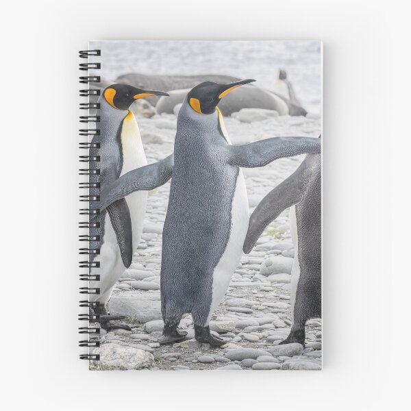Item preview, Group of King Penguins Having a Confab designed and sold by PhotoArt by Joan Carroll.