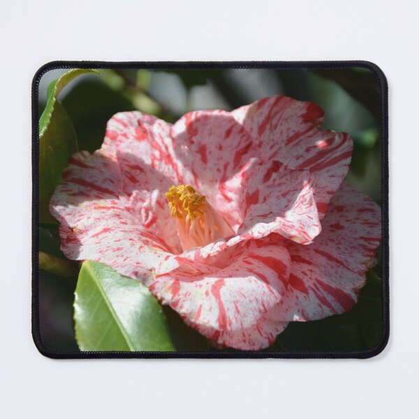 Item preview, Speckled Pink and White Camellia Flower designed and sold by MiraNadaPrints.