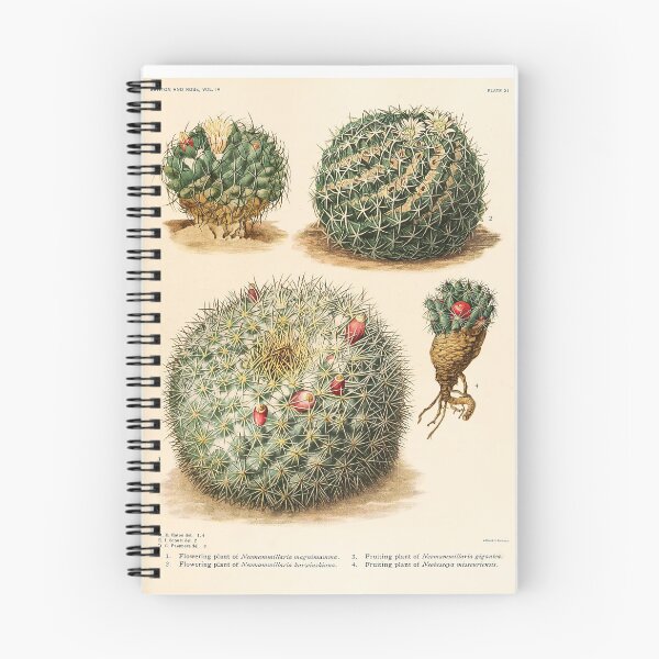 Item preview, The Cactaceae Vol. 4 1919 III designed and sold by Gilmour-Prints.