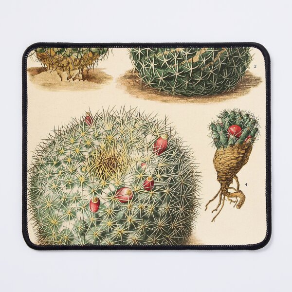 Item preview, The Cactaceae Vol. 4 1919 III designed and sold by Gilmour-Prints.