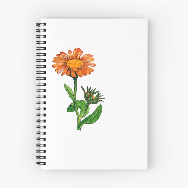 Item preview, Garden Marigold - Calendula officinalis designed and sold by kindbotanicals.
