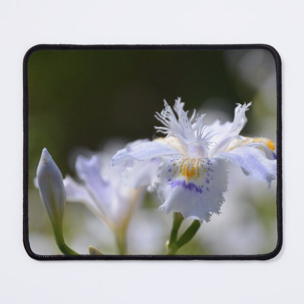 Item preview, Fringed Japanese Iris Bloom in Soft Light designed and sold by MiraNadaPrints.