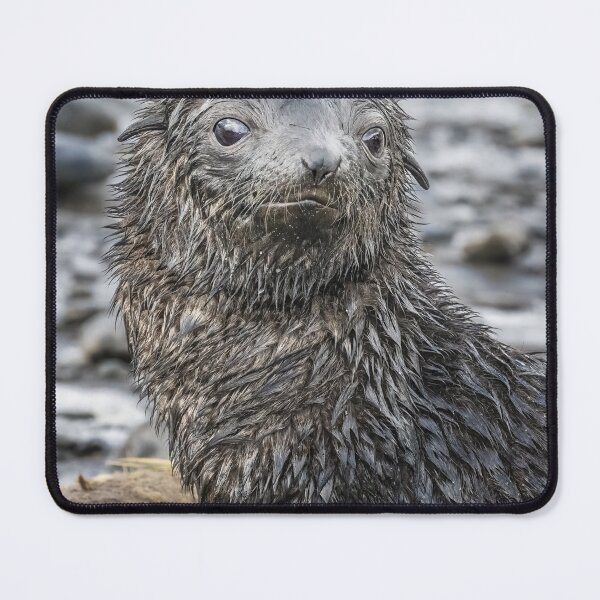 Item preview, Wet Fur Seal Pup designed and sold by PhotoArt by Joan Carroll.