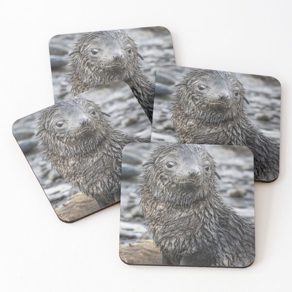 Item preview, Wet Fur Seal Pup designed and sold by PhotoArt by Joan Carroll.