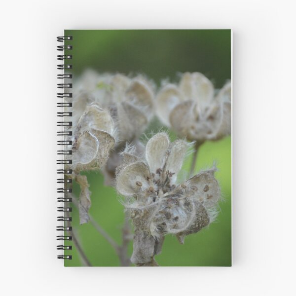 Item preview, Dried Seed Pods on Delicate Natural Branches designed and sold by MiraNadaPrints.