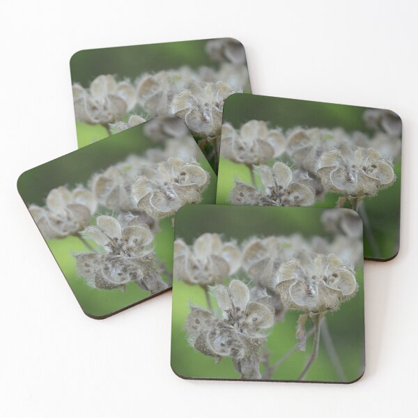 Item preview, Dried Seed Pods on Delicate Natural Branches designed and sold by MiraNadaPrints.