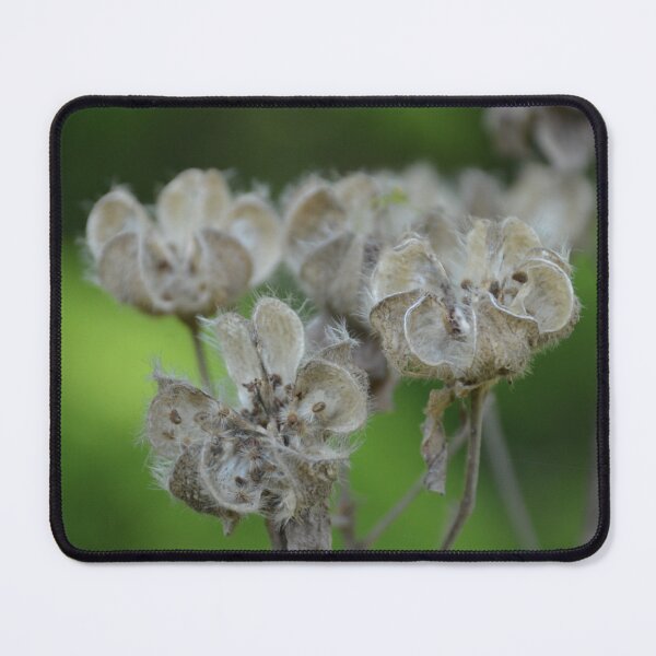 Item preview, Dried Seed Pods on Delicate Natural Branches designed and sold by MiraNadaPrints.