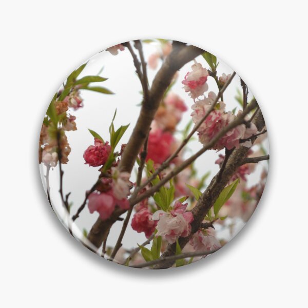 Item preview, Pink Double Cherry Blossoms on Spring Branches designed and sold by MiraNadaPrints.