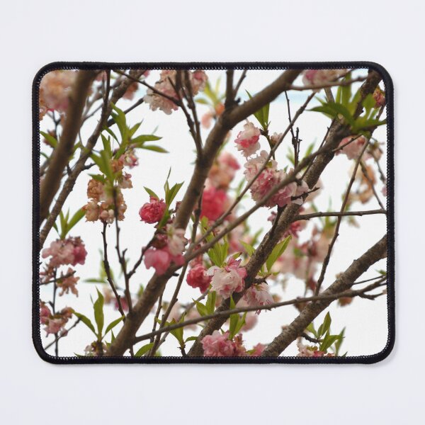 Item preview, Pink Double Cherry Blossoms on Spring Branches designed and sold by MiraNadaPrints.