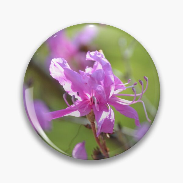 Item preview, Vibrant Purple Azalea Bloom in Spring Light designed and sold by MiraNadaPrints.