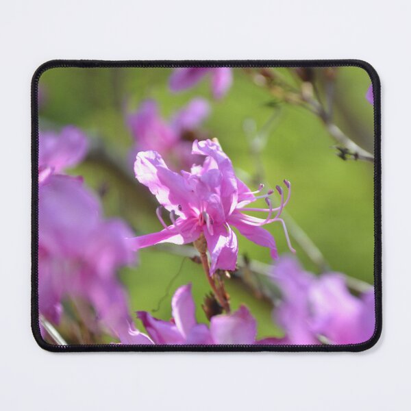 Item preview, Vibrant Purple Azalea Bloom in Spring Light designed and sold by MiraNadaPrints.