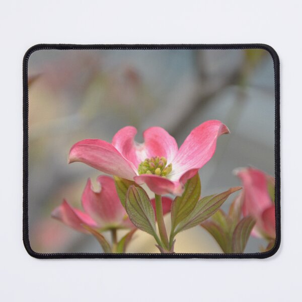 Item preview, Bright Pink Dogwood Flower in Spring Light designed and sold by MiraNadaPrints.
