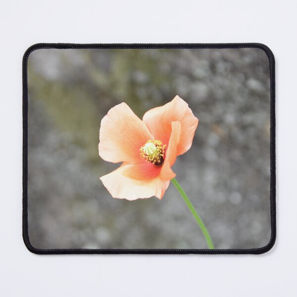 Item preview, Solitary Orange Poppy Blooming Against Stone designed and sold by MiraNadaPrints.