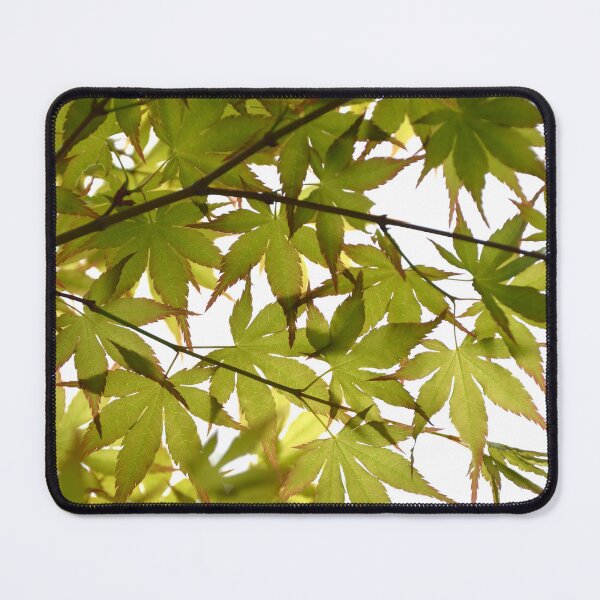 Item preview, Luminous Green Japanese Maple Canopy In Sunlight designed and sold by MiraNadaPrints.