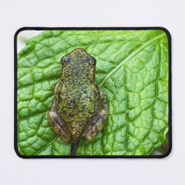 Item preview, Frogpole designed and sold by Alice  Becky Kahn.