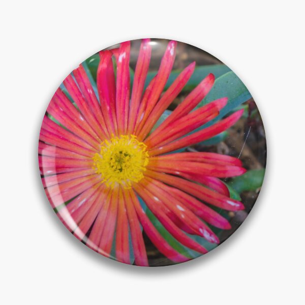 Item preview, Sunlit Close-Up Red Ice Plant Flower Blooming Among Succulent Green Leaves In Garden designed and sold by Nmallia.