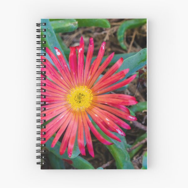 Item preview, Sunlit Close-Up Red Ice Plant Flower Blooming Among Succulent Green Leaves In Garden designed and sold by Nmallia.