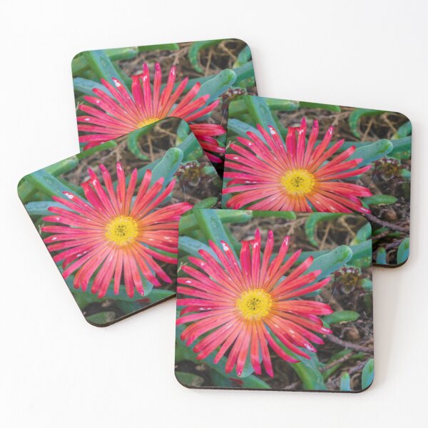 Item preview, Sunlit Close-Up Red Ice Plant Flower Blooming Among Succulent Green Leaves In Garden designed and sold by Nmallia.