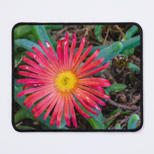 Item preview, Sunlit Close-Up Red Ice Plant Flower Blooming Among Succulent Green Leaves In Garden designed and sold by Nmallia.