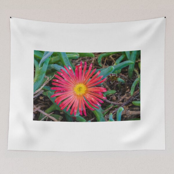 Item preview, Sunlit Close-Up Red Ice Plant Flower Blooming Among Succulent Green Leaves In Garden designed and sold by Nmallia.