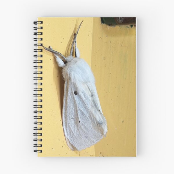 Item preview, Yellow Wooly Bear Moth designed and sold by Alice  Becky Kahn.