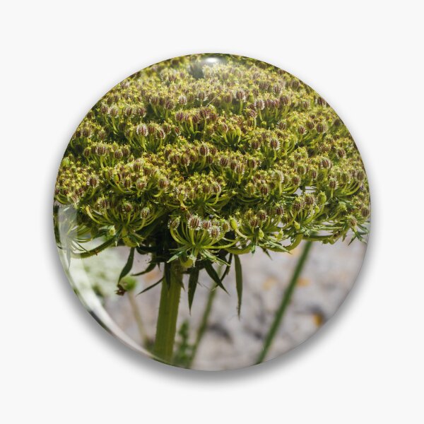 Item preview, Queen Anne's Lace Seed Head Close-Up on Rocky Ground in Summer Light designed and sold by Nmallia.