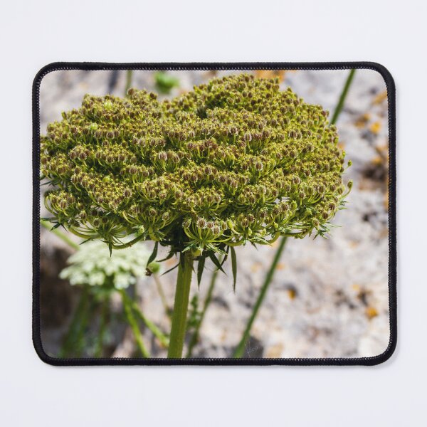 Item preview, Queen Anne's Lace Seed Head Close-Up on Rocky Ground in Summer Light designed and sold by Nmallia.