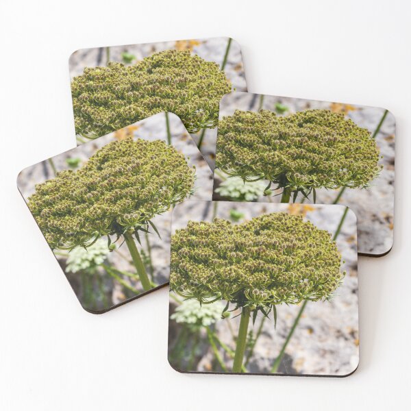 Item preview, Queen Anne's Lace Seed Head Close-Up on Rocky Ground in Summer Light designed and sold by Nmallia.
