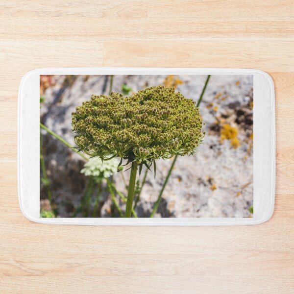 Item preview, Queen Anne's Lace Seed Head Close-Up on Rocky Ground in Summer Light designed and sold by Nmallia.