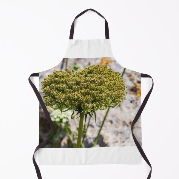 Item preview, Queen Anne's Lace Seed Head Close-Up on Rocky Ground in Summer Light designed and sold by Nmallia.