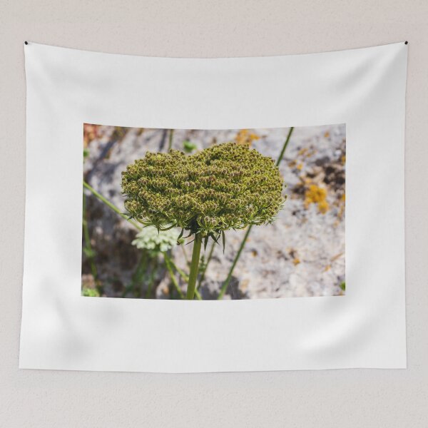 Item preview, Queen Anne's Lace Seed Head Close-Up on Rocky Ground in Summer Light designed and sold by Nmallia.