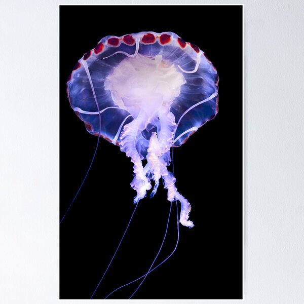 Item preview, Purple Striped Jellyfish (Chrysaora colorata) designed and sold by Eyal Nahmias.