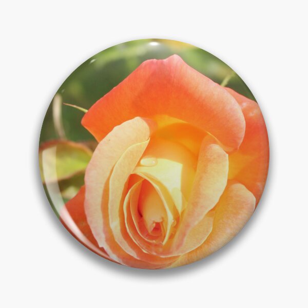 Item preview, Pink and yellow rose photography - Golden garden flower designed and sold by Cha-s-lens.