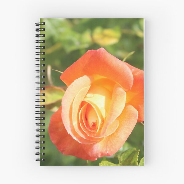 Item preview, Pink and yellow rose photography - Golden garden flower designed and sold by Cha-s-lens.