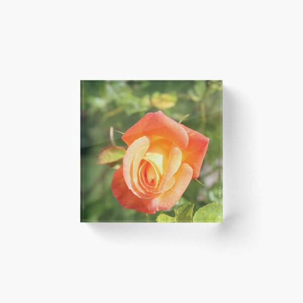 Item preview, Pink and yellow rose photography - Golden garden flower designed and sold by Cha-s-lens.