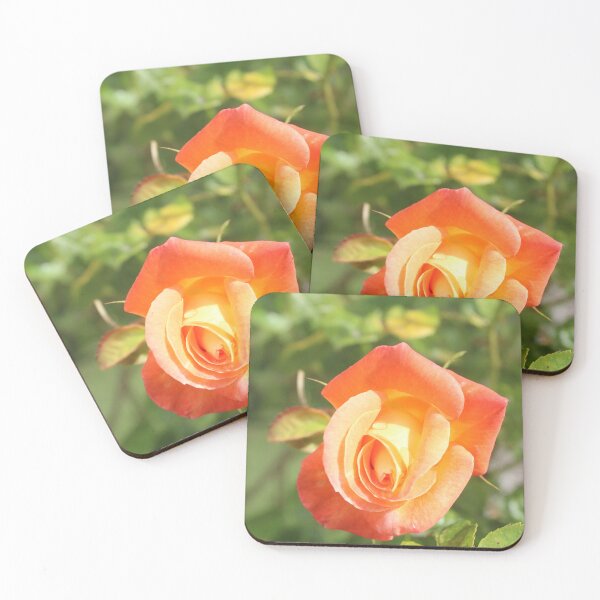 Item preview, Pink and yellow rose photography - Golden garden flower designed and sold by Cha-s-lens.