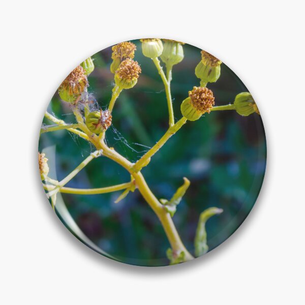 Item preview, Close-Up Of Yellow Wildflower Seed Heads And Buds With Spider Web On Green Background designed and sold by Nmallia.
