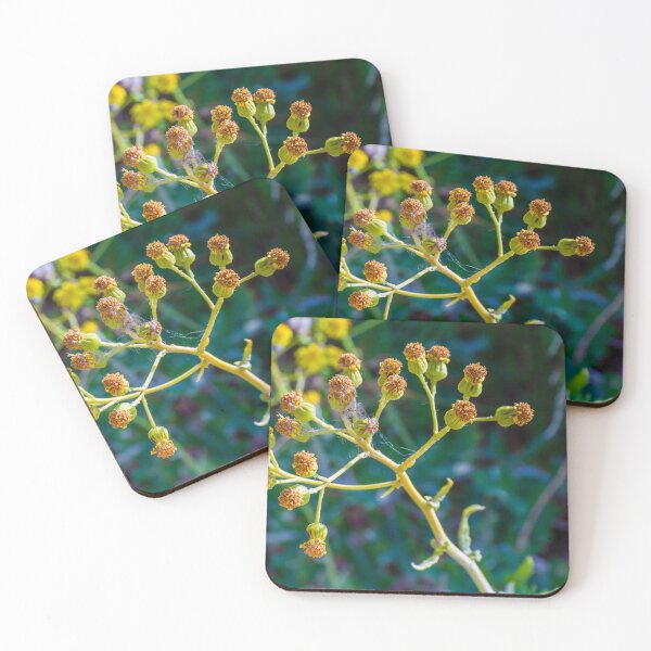 Item preview, Close-Up Of Yellow Wildflower Seed Heads And Buds With Spider Web On Green Background designed and sold by Nmallia.